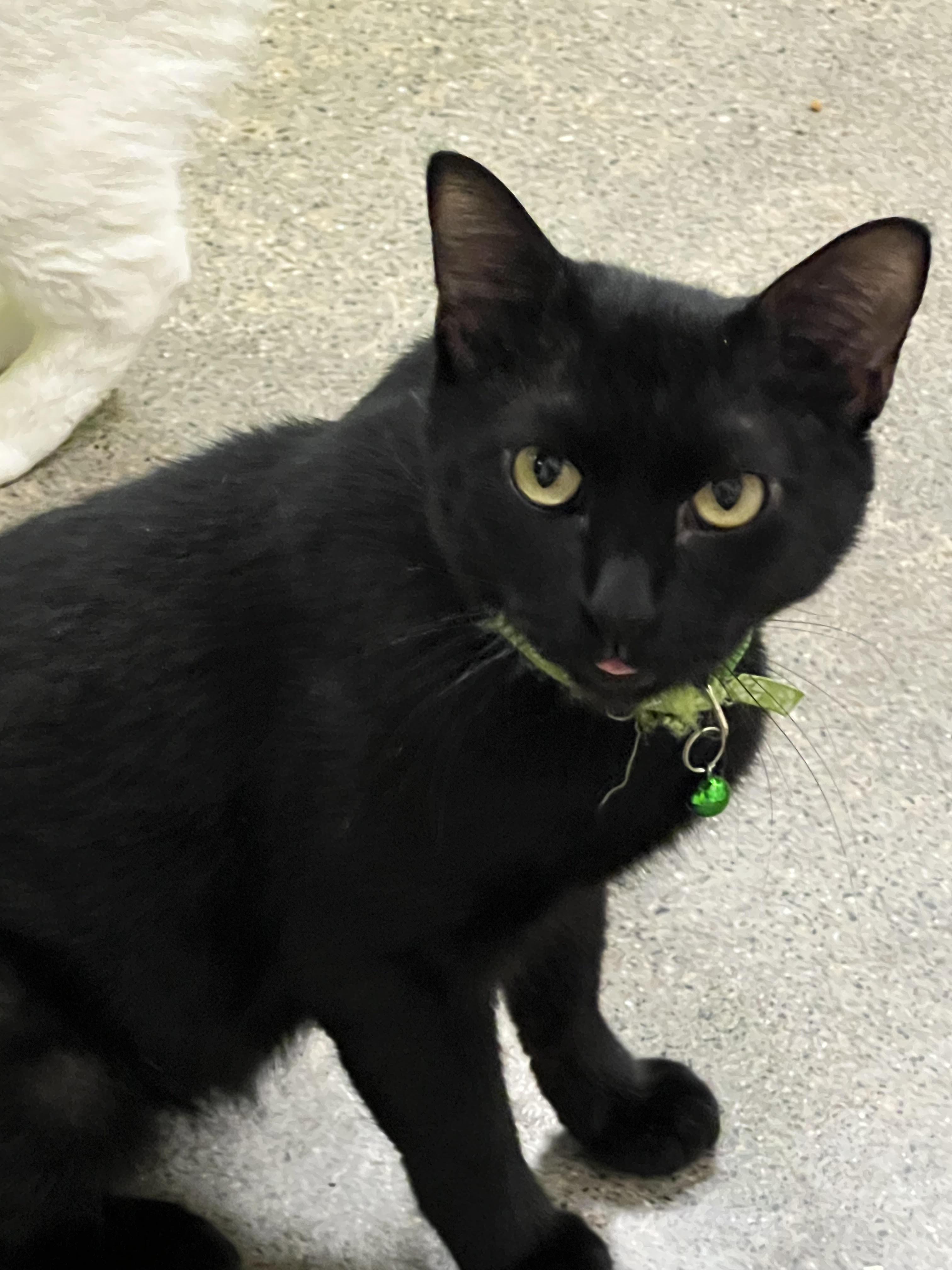 Pantera, a Adoptable Domestic Short Hair in Orange, CA image 5/6