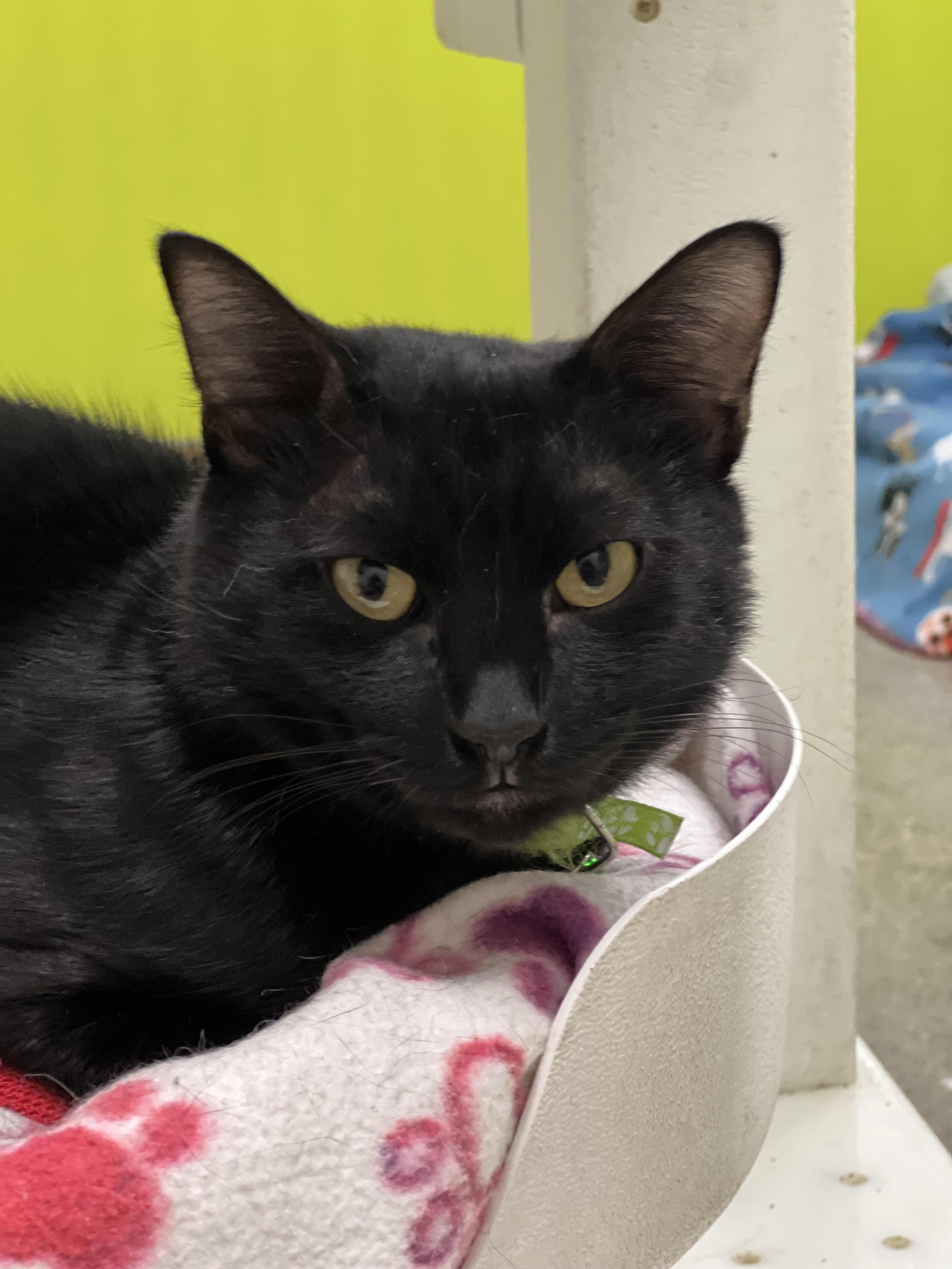 Pantera, a Adoptable Domestic Short Hair in Orange, CA image 3/6