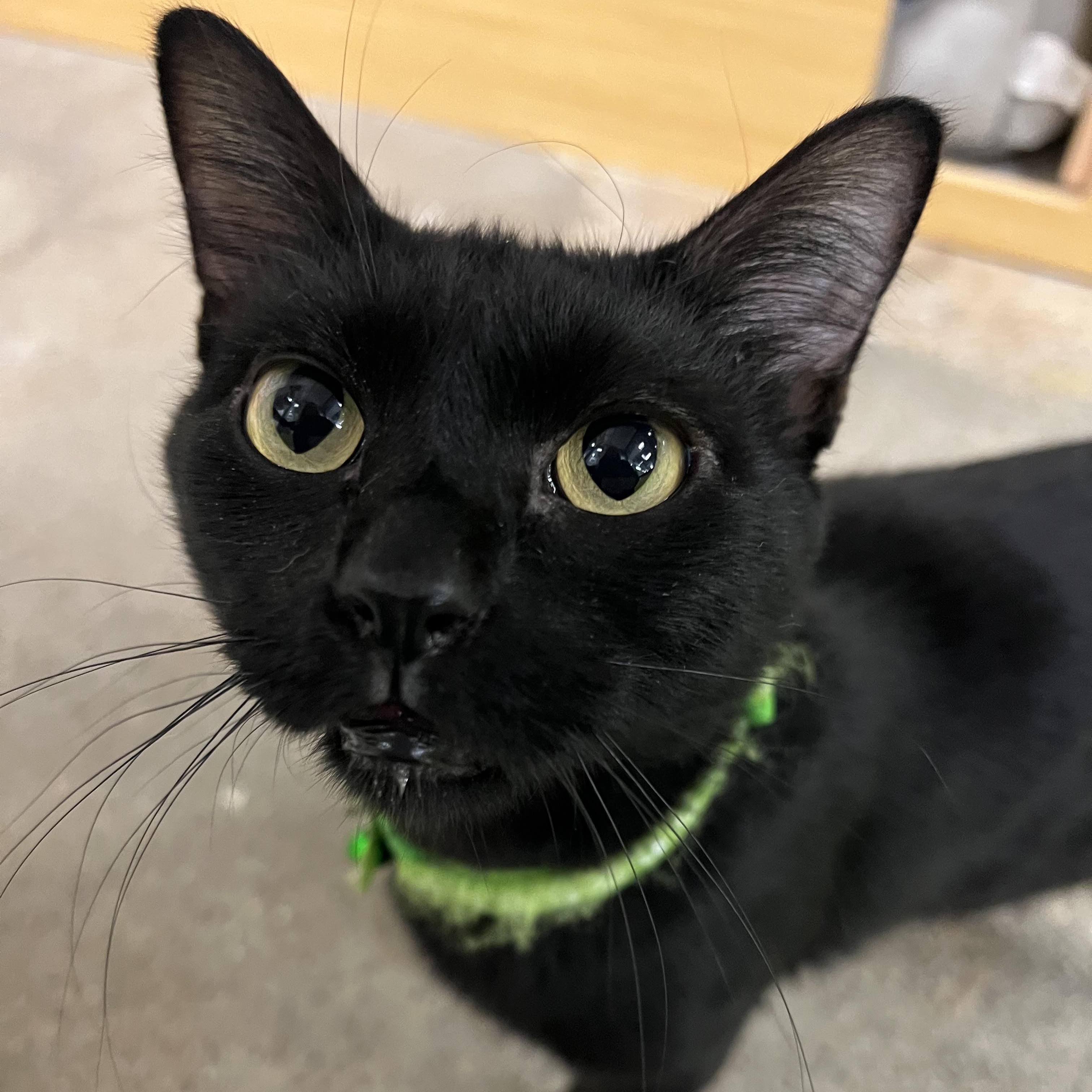 Pantera, a Adoptable Domestic Short Hair in Orange, CA image 4/6