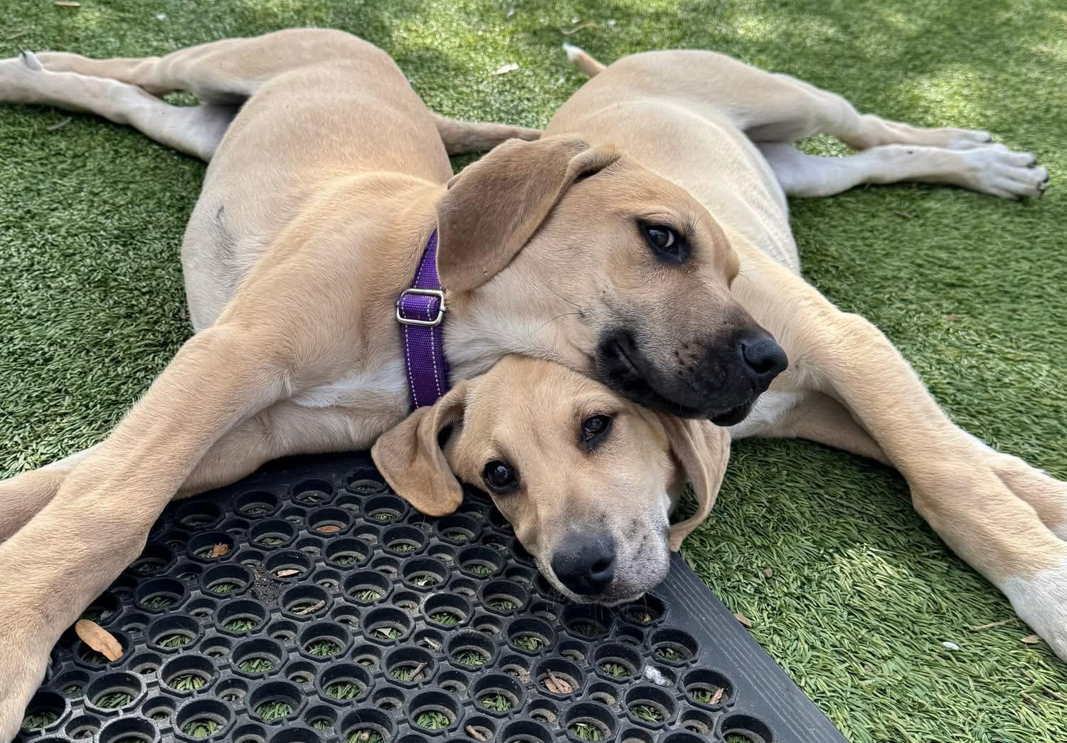 Enlarge Armstrong, a ADOPTABLE mixed breed in Southlake, TX image 2/5