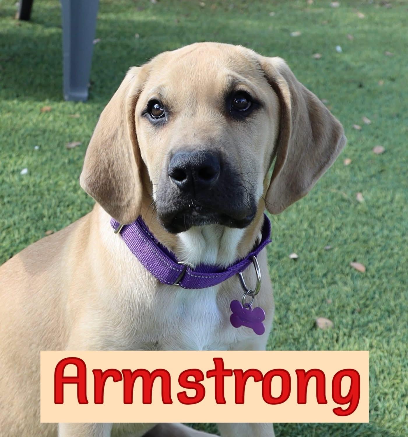 Enlarge Armstrong, a ADOPTABLE mixed breed in Southlake, TX image 1/5