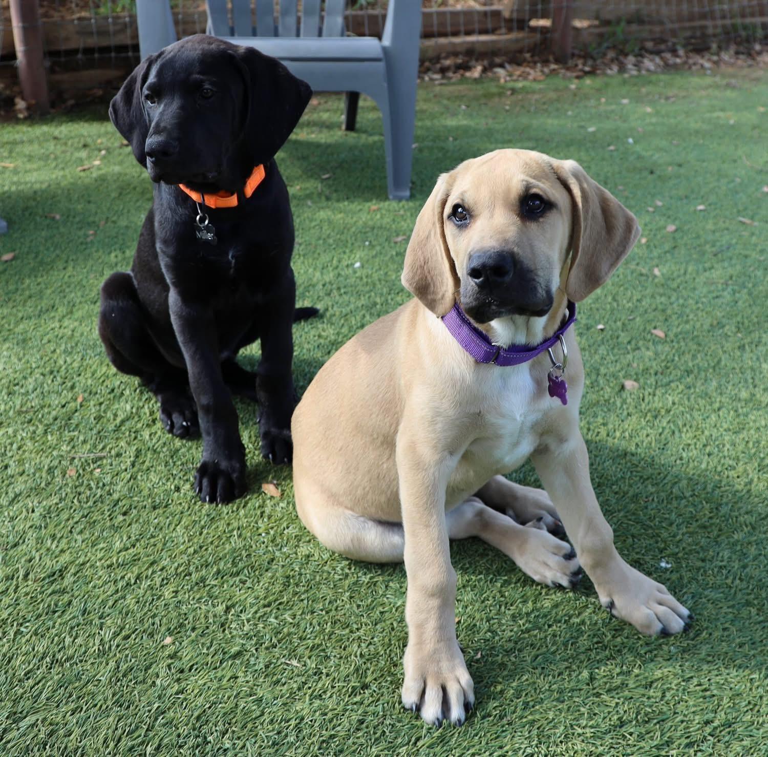 Enlarge Armstrong, a ADOPTABLE mixed breed in Southlake, TX image 4/5