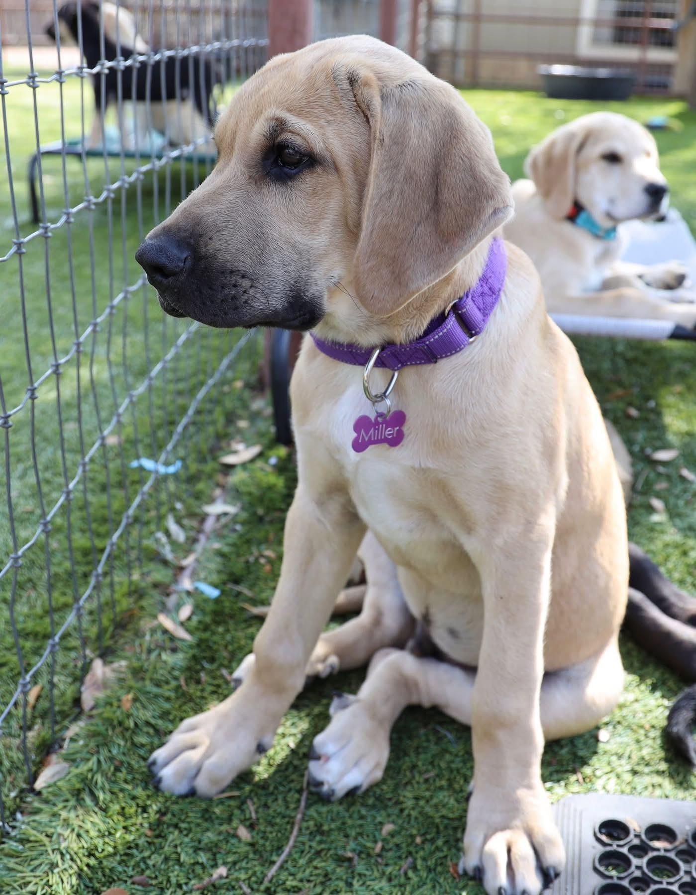 Enlarge Armstrong, a ADOPTABLE mixed breed in Southlake, TX image 3/5