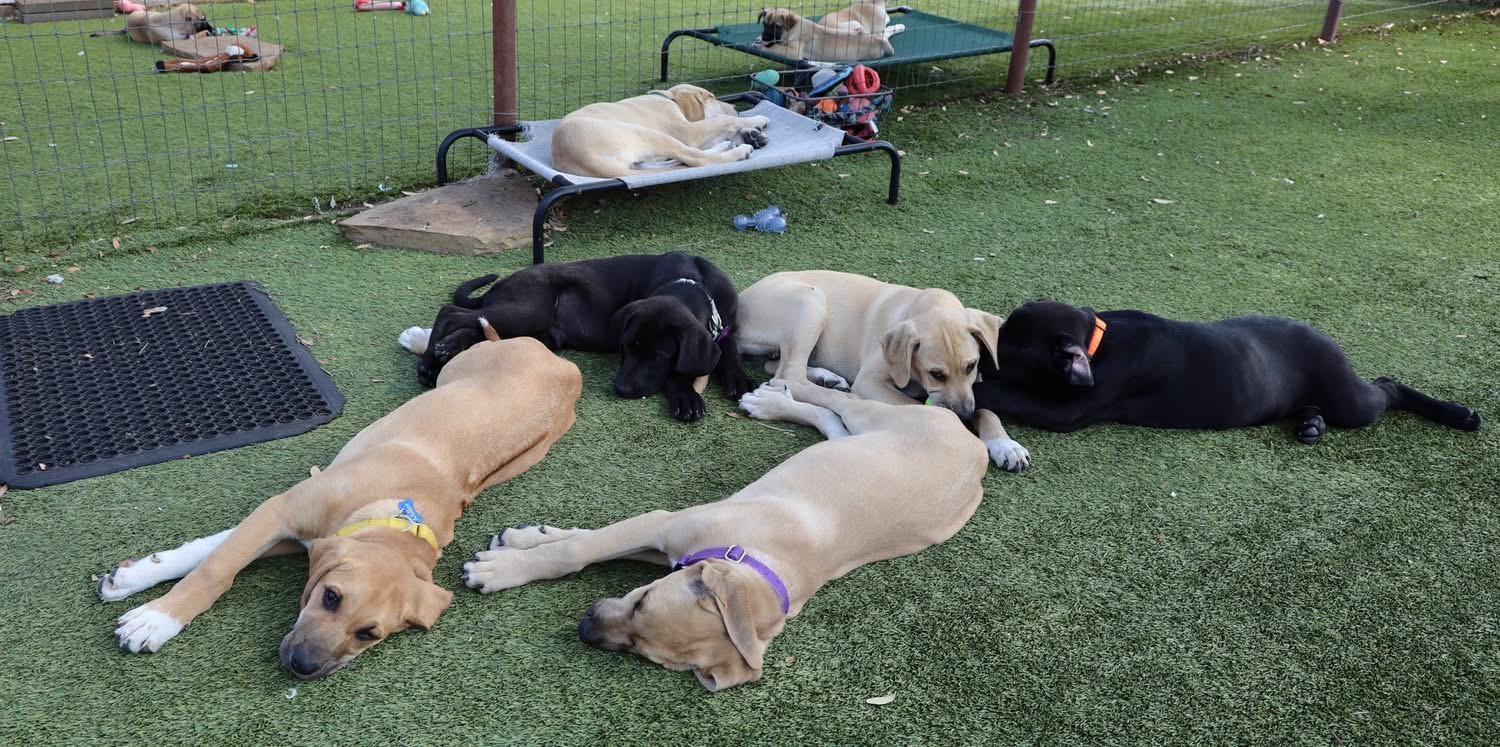 Enlarge Armstrong, a ADOPTABLE mixed breed in Southlake, TX image 5/5