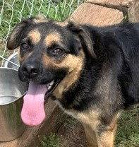 Darla, Adoptable, Young Female German Shepherd Dog.
