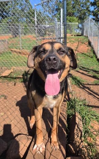 Enlarge Darla, a Adoptable German Shepherd Dog in Carrollton, GA image 2/3