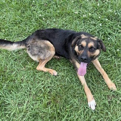 Enlarge Darla, a Adoptable German Shepherd Dog in Carrollton, GA image 3/3