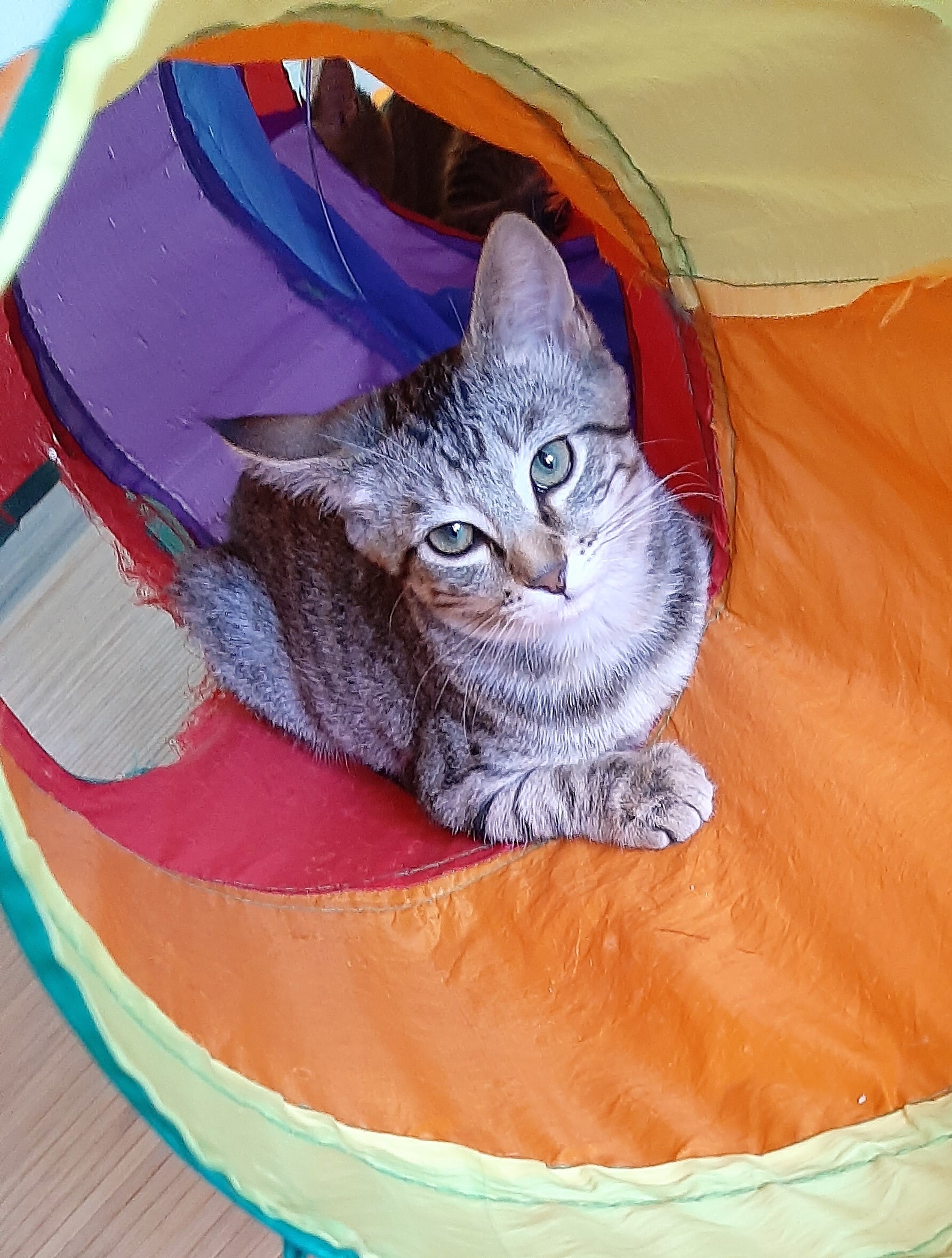Enlarge SIERRA, a Adoptable Tabby in Prescott, AZ image 3/6