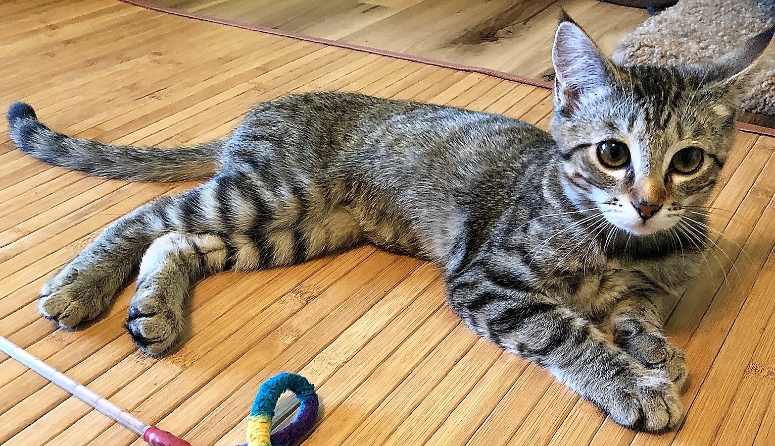 Enlarge SIERRA, a Adoptable Tabby in Prescott, AZ image 4/6