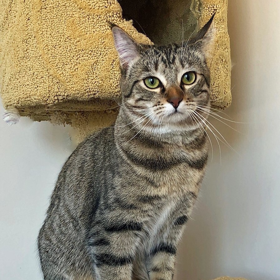 Enlarge SIERRA, a Adoptable Tabby in Prescott, AZ image 2/6