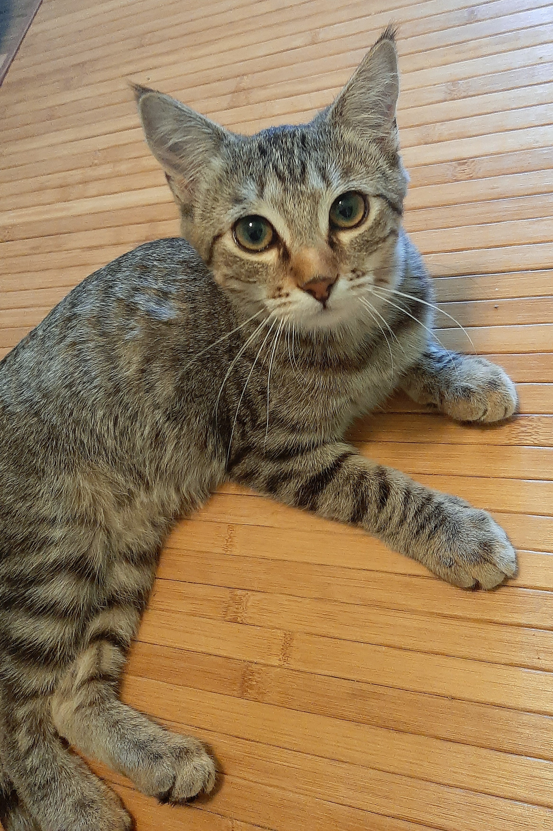 Enlarge SIERRA, a Adoptable Tabby in Prescott, AZ image 5/6