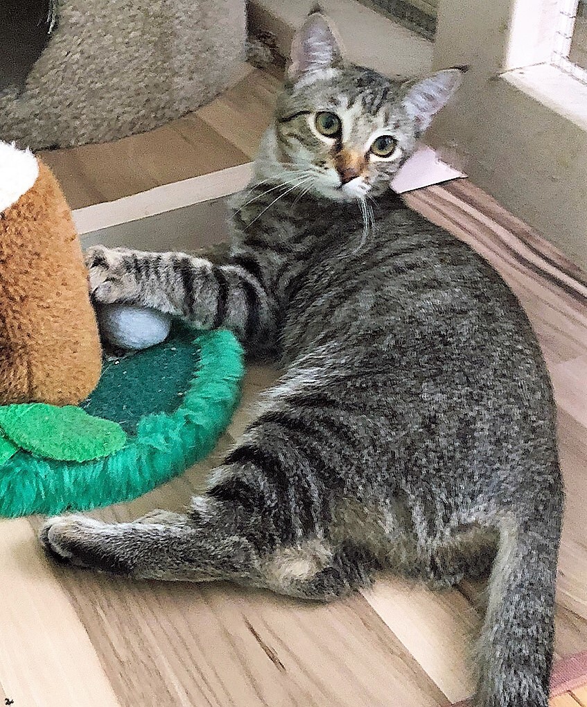 Enlarge SIERRA, a Adoptable Tabby in Prescott, AZ image 1/6