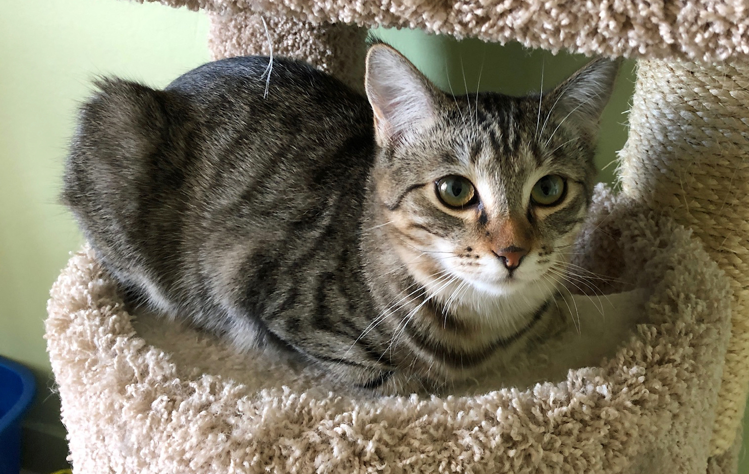 Enlarge SIERRA, a Adoptable Tabby in Prescott, AZ image 6/6