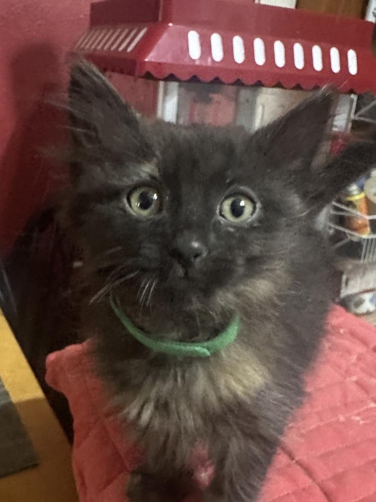Bailey, Adoptable, Kitten Female Domestic Medium Hair.