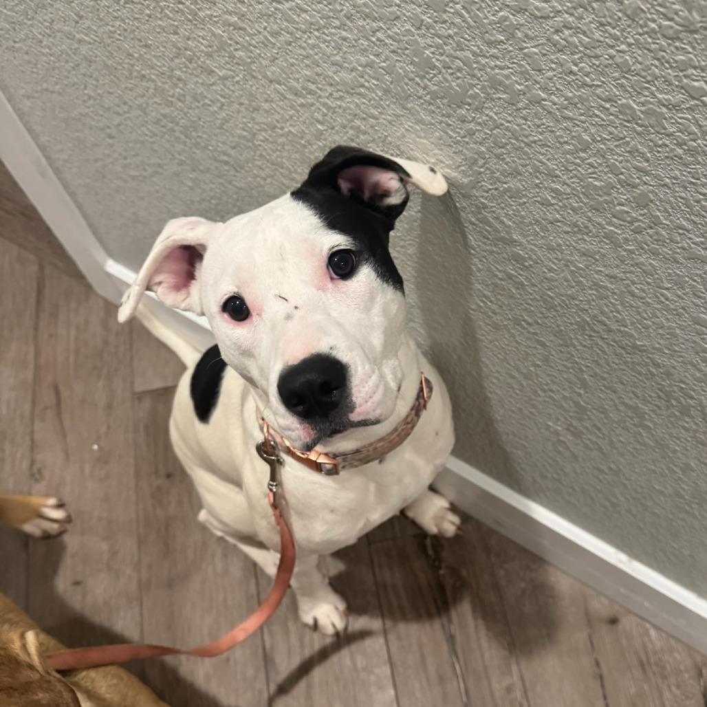 Daisy, Adoptable, Young Female American Staffordshire Terrier.