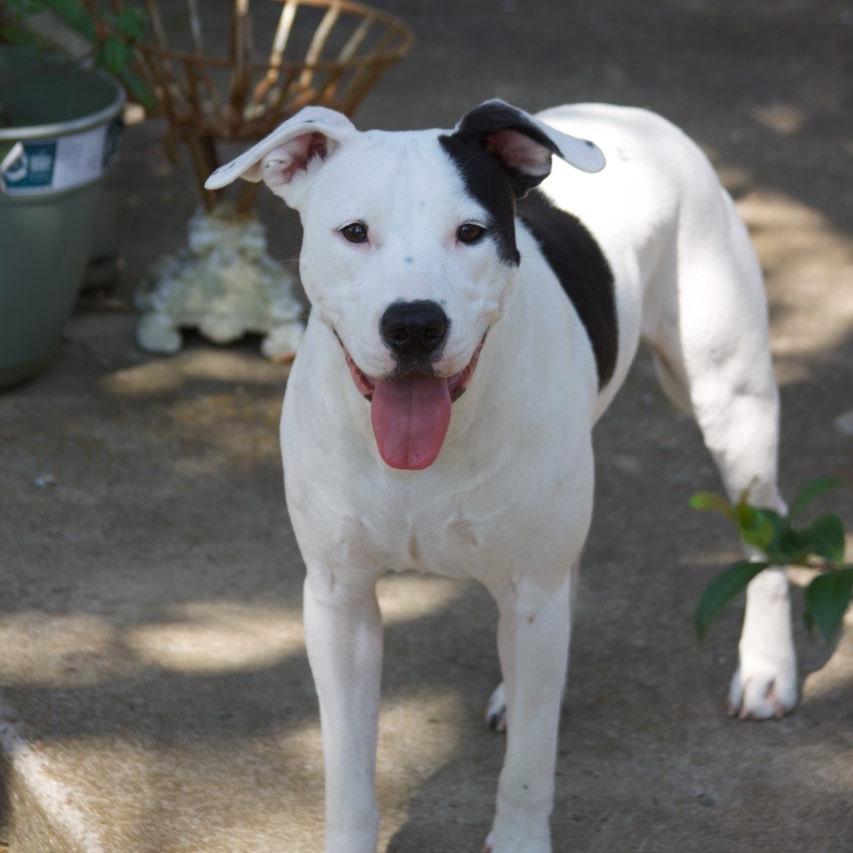 Enlarge Daisy, a Adoptable American Staffordshire Terrier in Waco, TX image 2/2