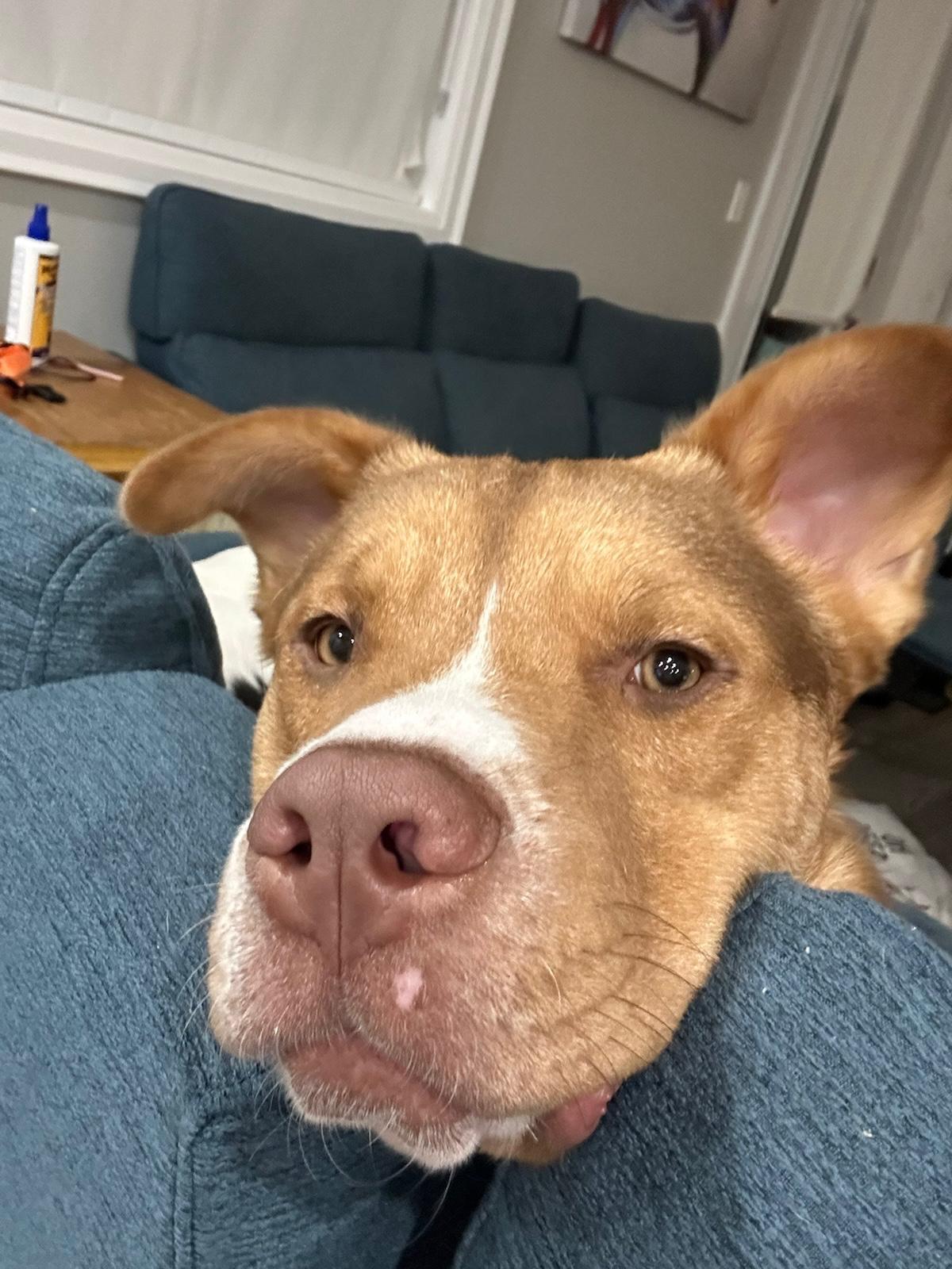 Jax, ADOPTABLE, Young Male Boxer & Husky.