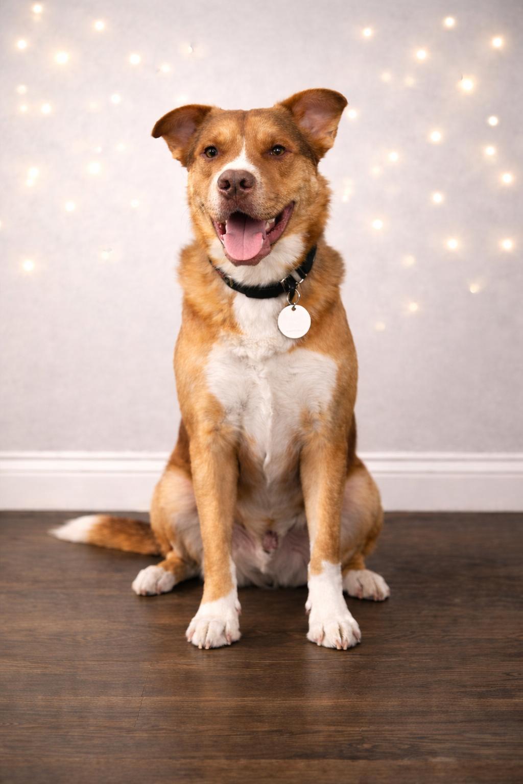 Jax, ADOPTABLE, Young Male Boxer & Husky.