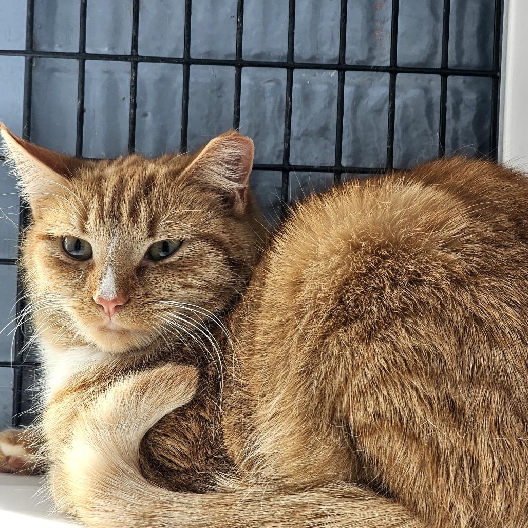 Boris, Adoptable, Young Male Domestic Short Hair.