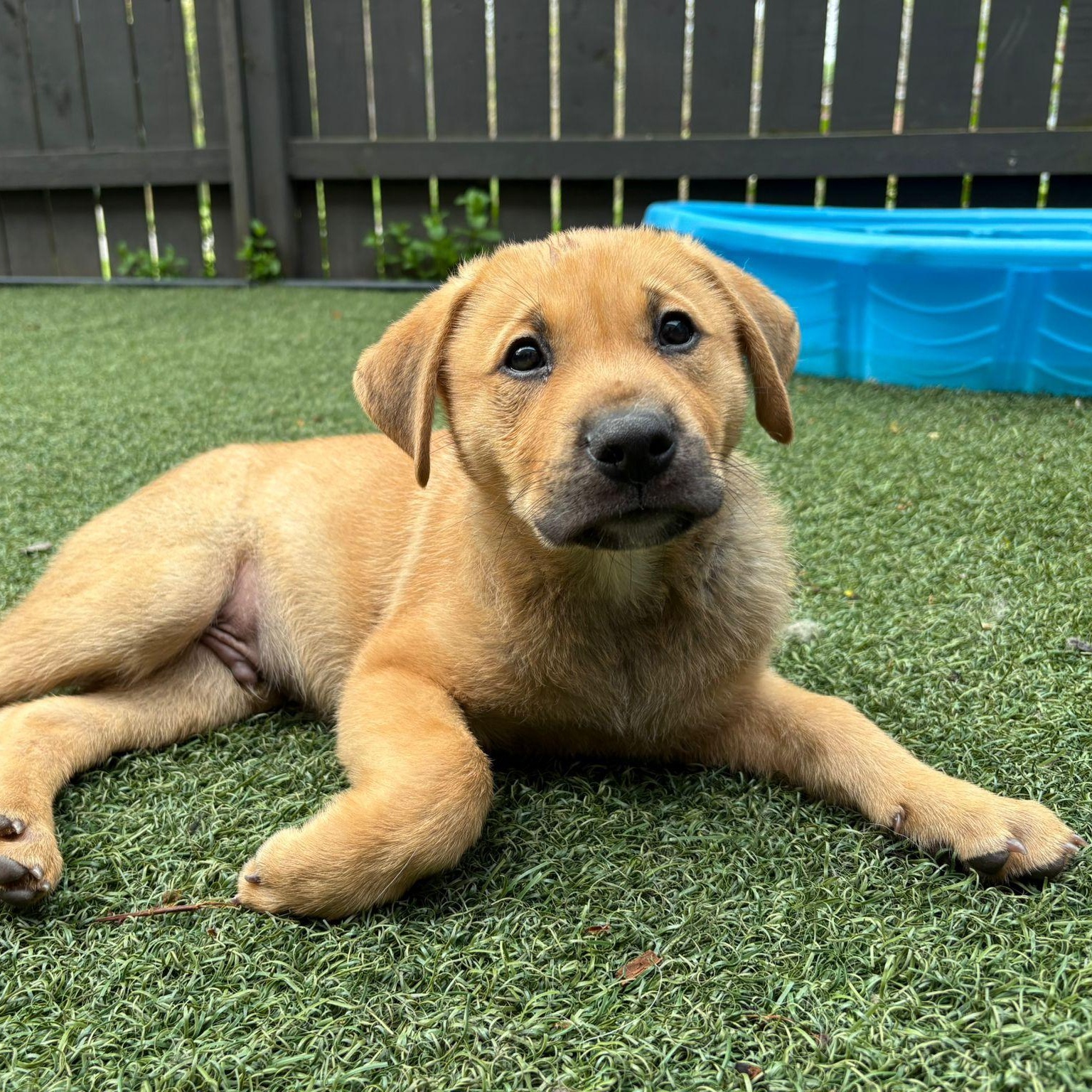 Enlarge Rocky, an adoptable mixed breed in Brantford, ON image 4/6