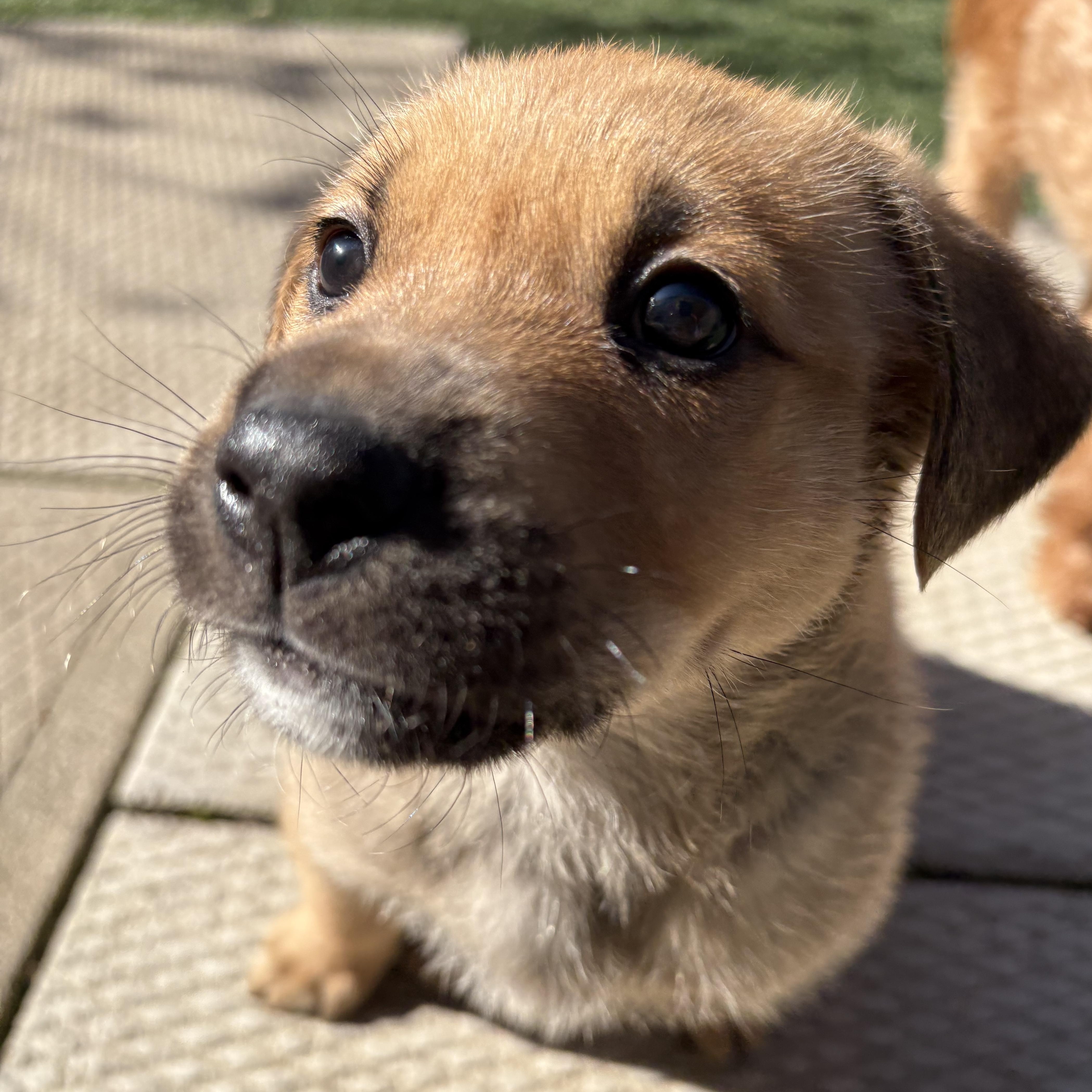 Enlarge Rocky, an adoptable mixed breed in Brantford, ON image 6/6