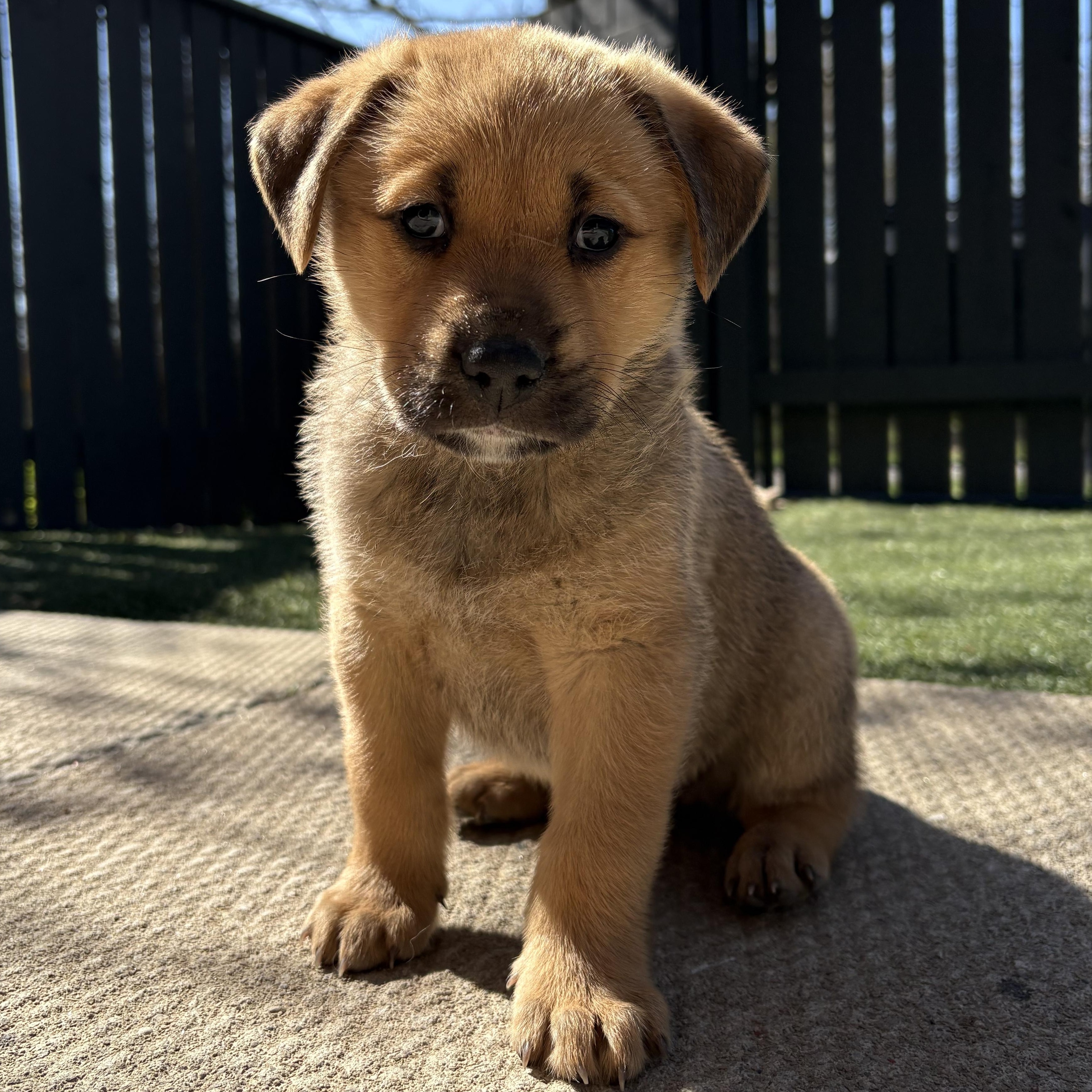Enlarge Rocky, an adoptable mixed breed in Brantford, ON image 3/6