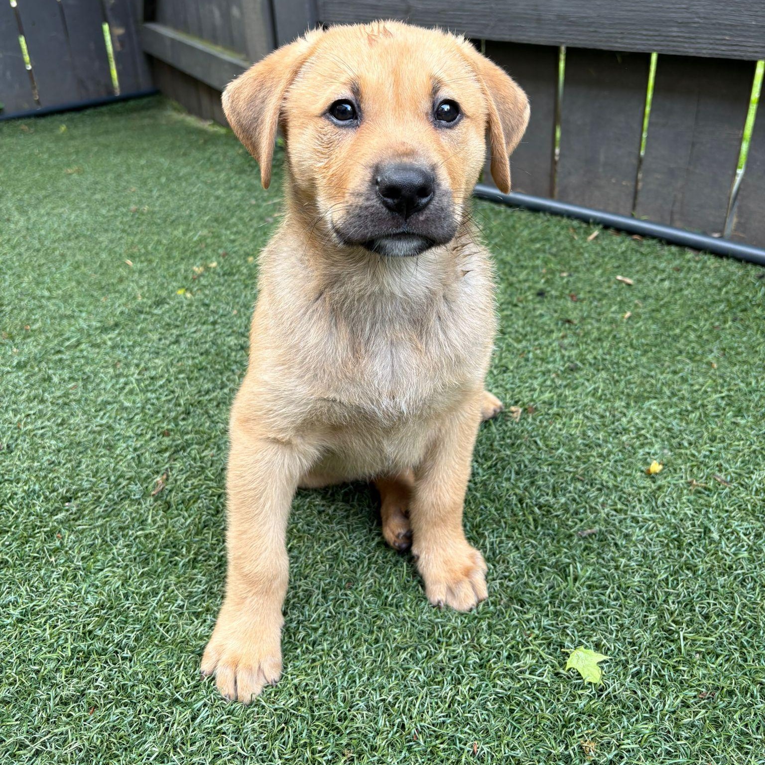 Enlarge Rocky, an adoptable mixed breed in Brantford, ON image 1/6