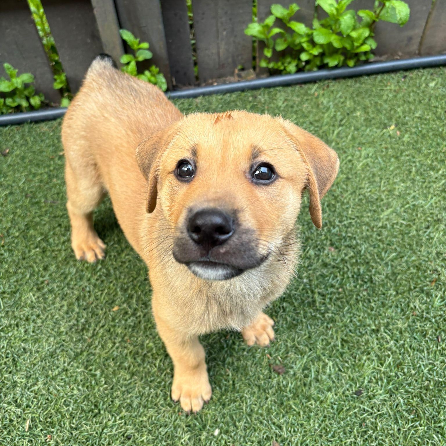 Enlarge Rocky, an adoptable mixed breed in Brantford, ON image 5/6
