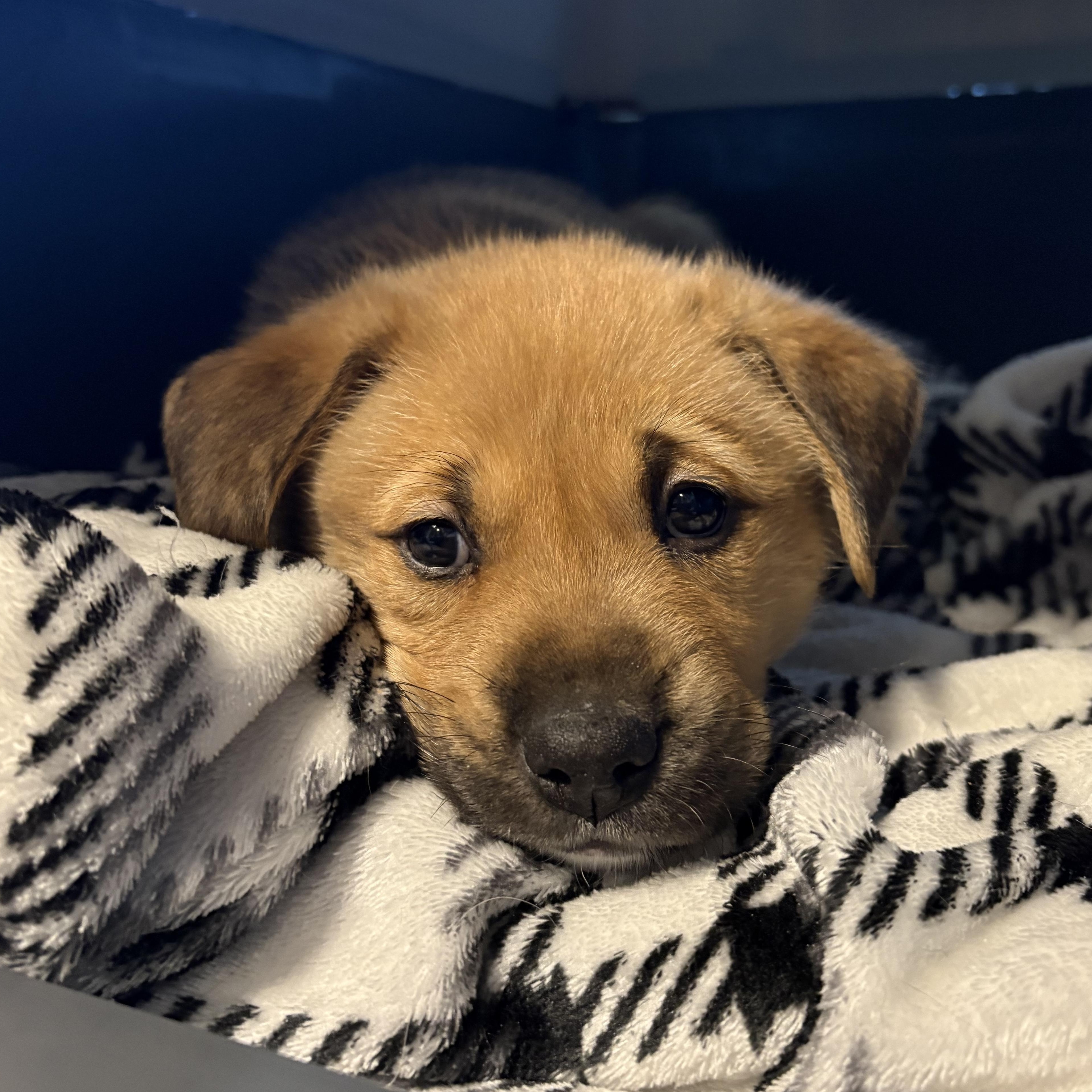 Enlarge Rocky, an adoptable mixed breed in Brantford, ON image 2/6