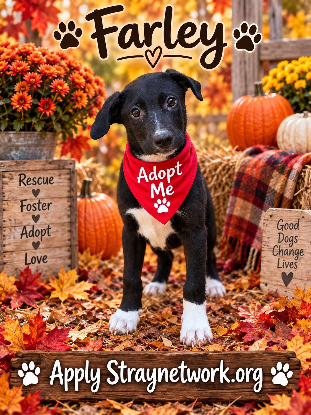Enlarge Farley, a Adoptable mixed breed in Hatfield, PA image 3/3