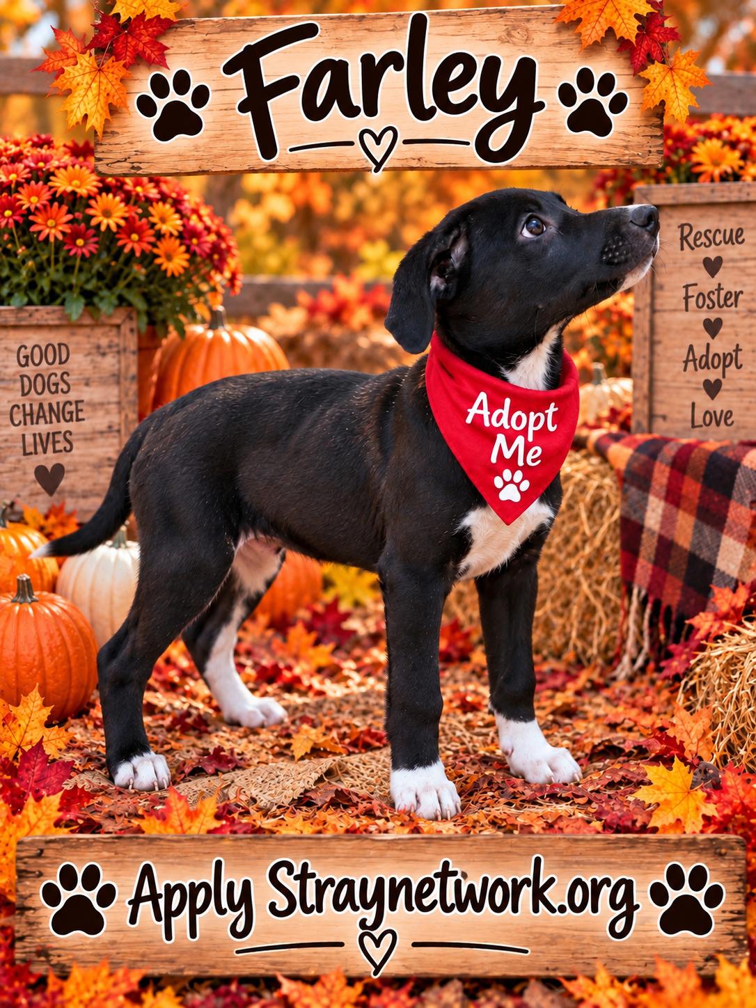 Farley, Adoptable, Puppy Male Labrador Retriever.