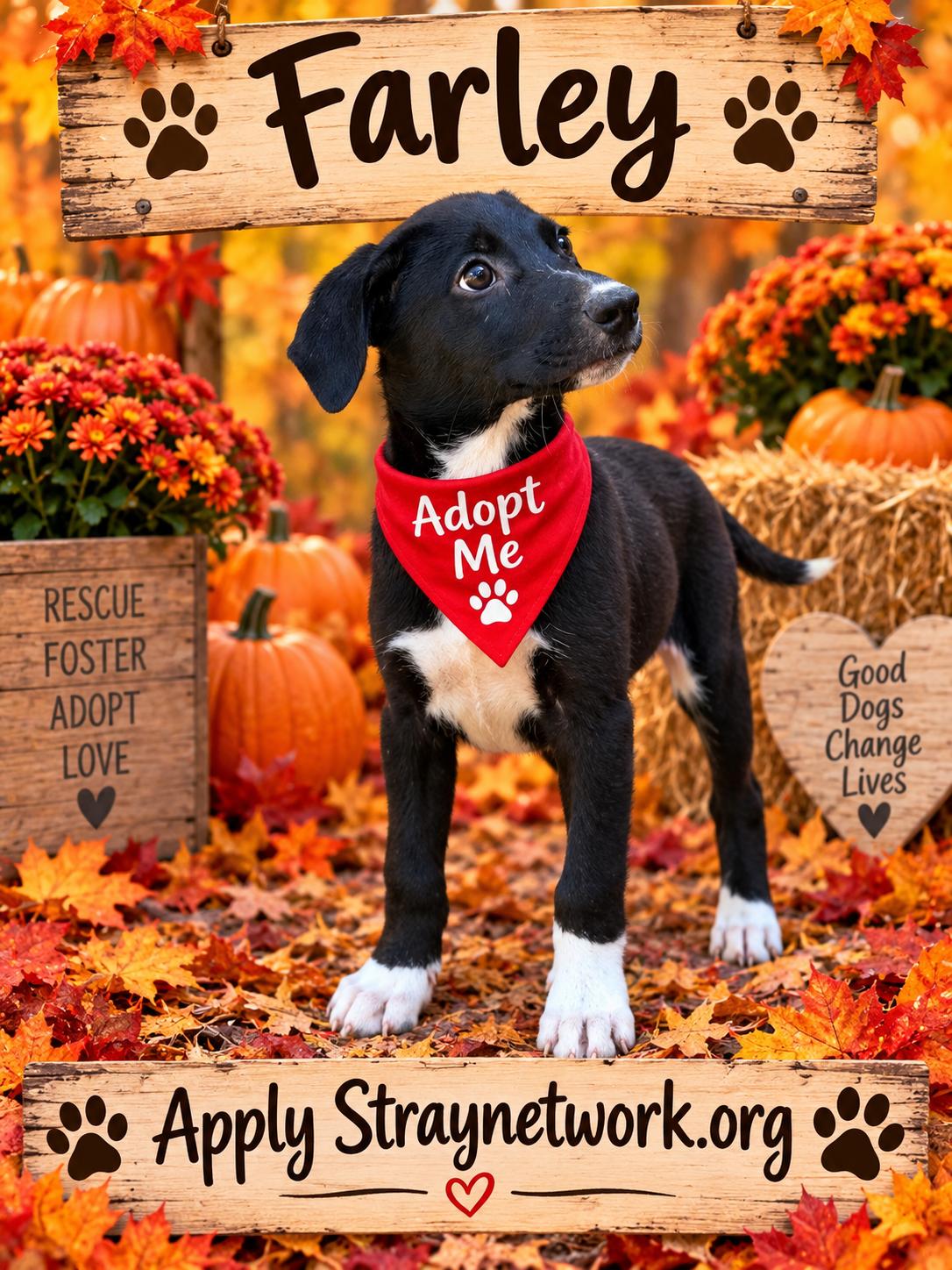 Enlarge Farley, a Adoptable mixed breed in Hatfield, PA image 2/3