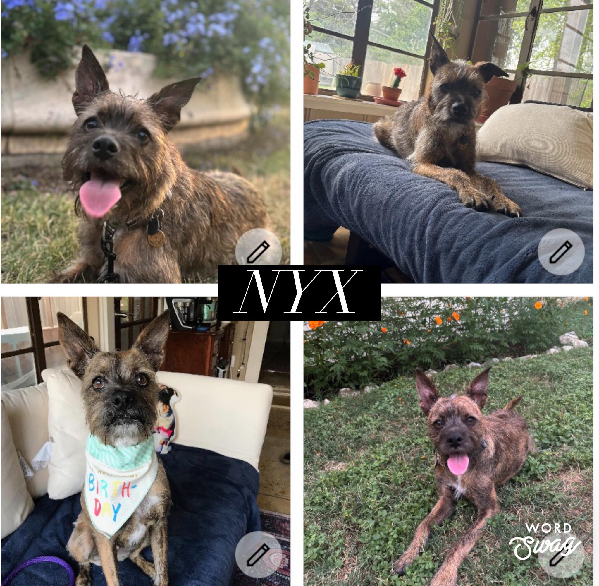 Nyx, Adoptable, Adult Female Schnauzer & Pit Bull Terrier.