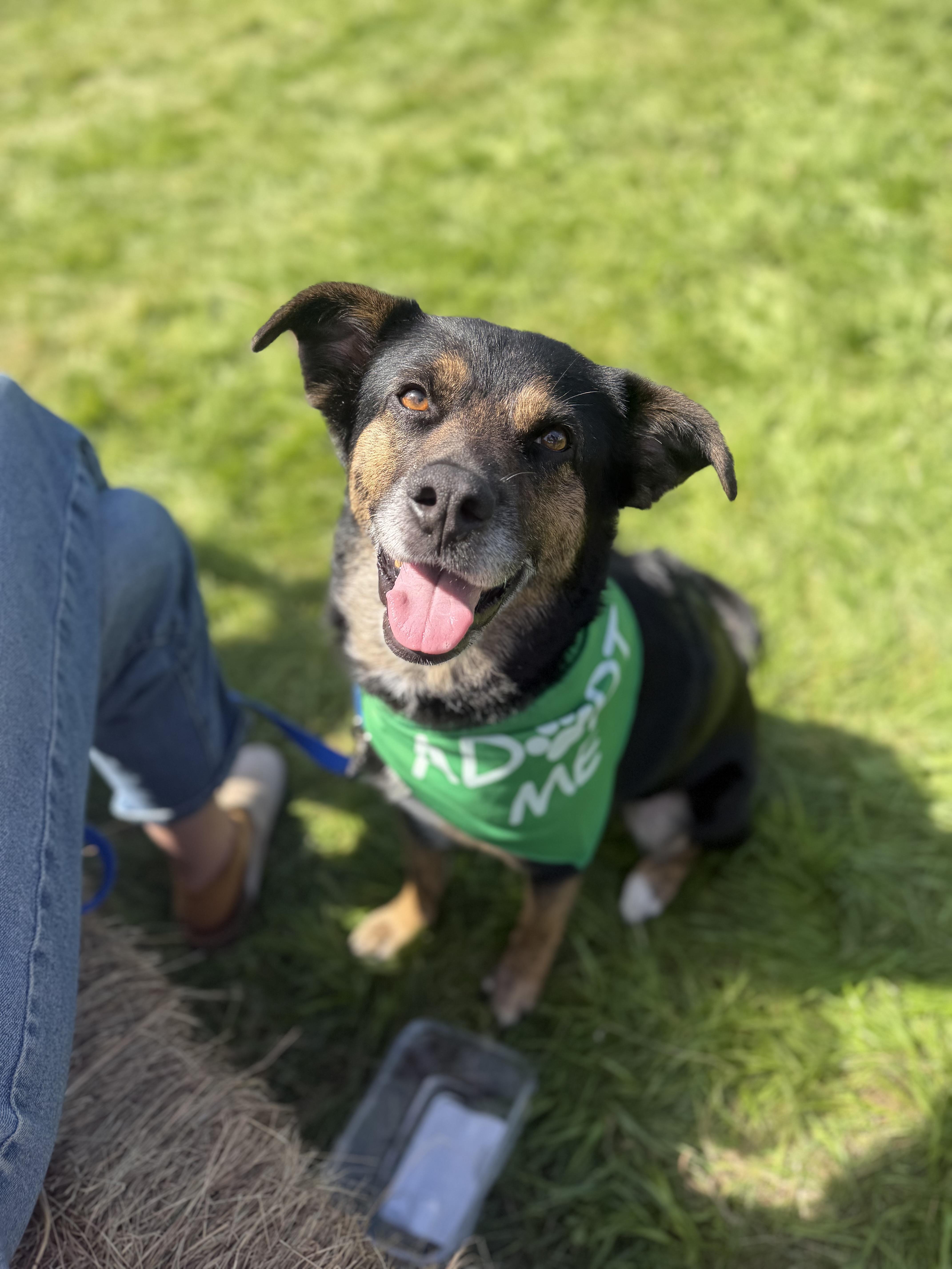 Enlarge BOUGIE, a Adoptable mixed breed in Kennebunk , ME image 4/6