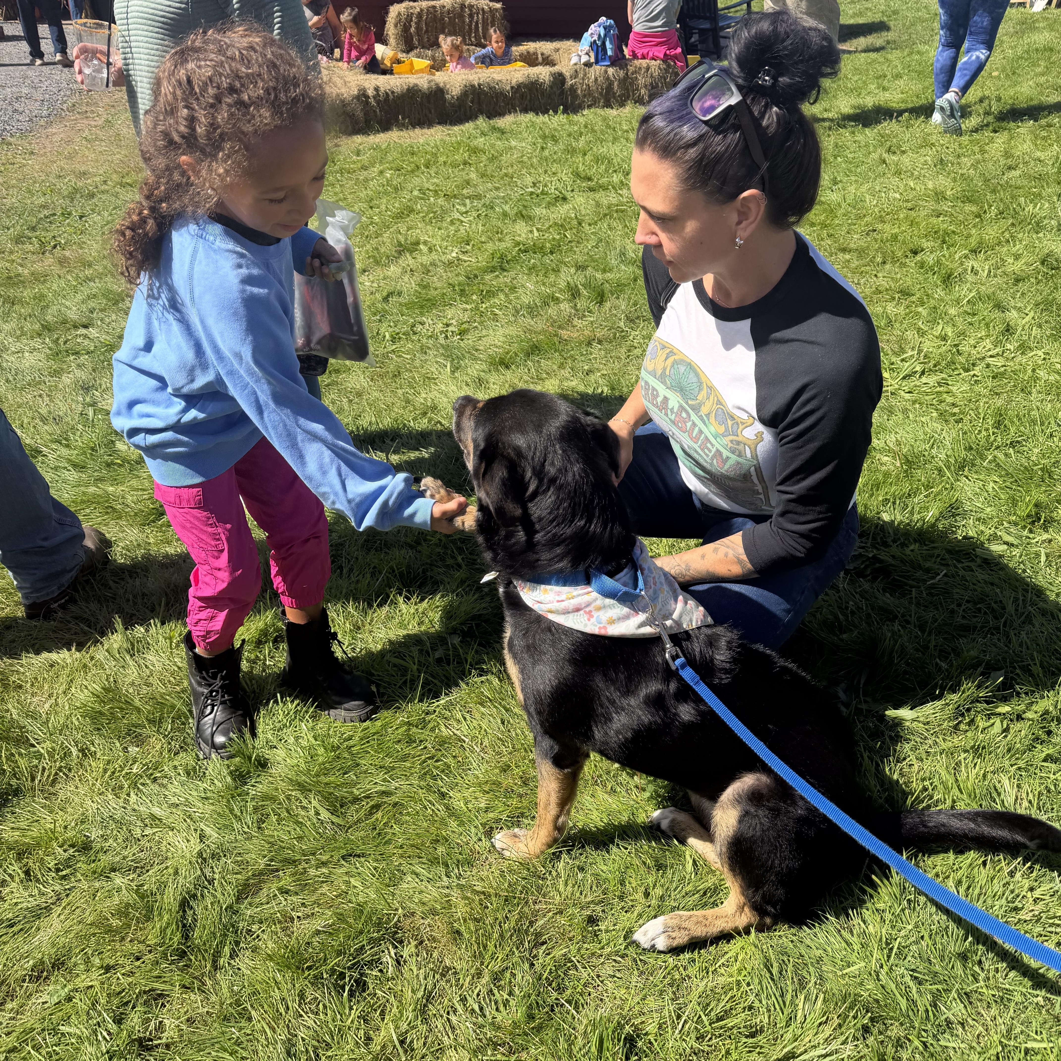 Enlarge BOUGIE, a Adoptable mixed breed in Kennebunk , ME image 5/6