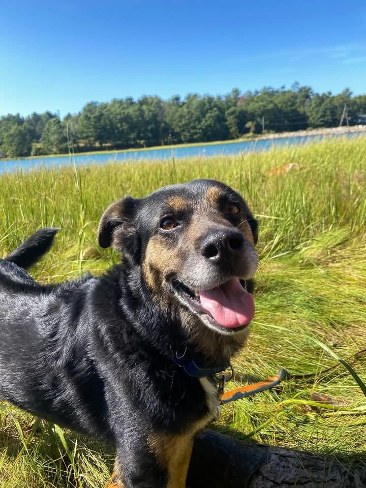 Enlarge BOUGIE, a Adoptable mixed breed in Kennebunk , ME image 2/6