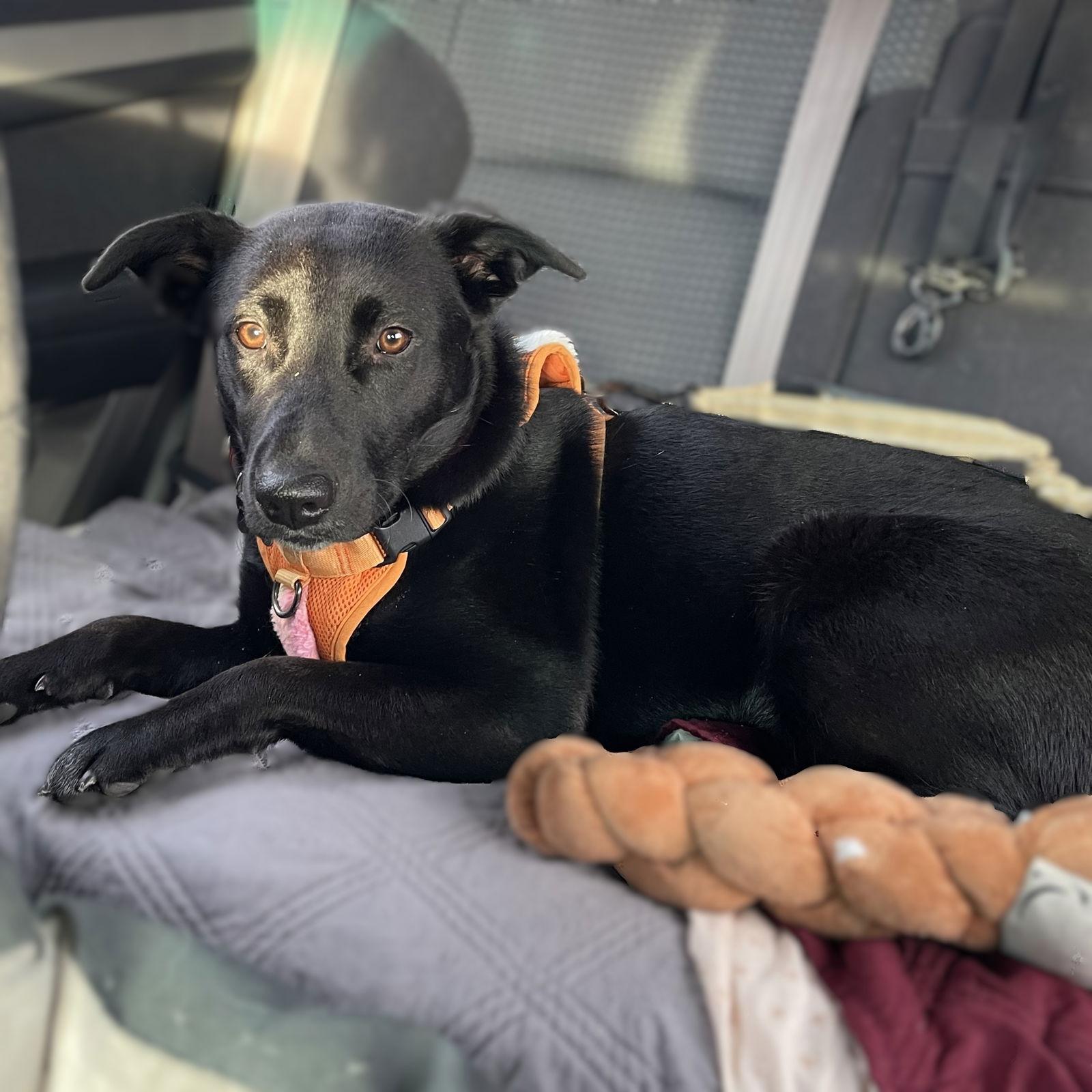 Luna Flurry Fur, Adoptable, Young Female Pointer.