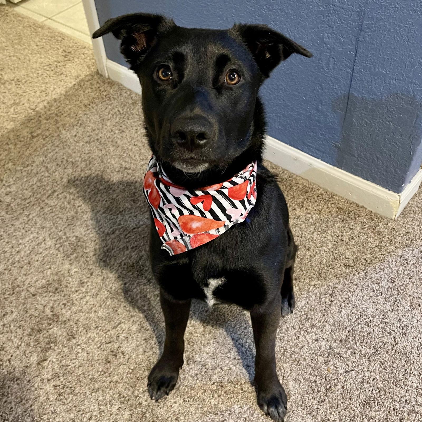 Enlarge Luna Flurry Fur, a Adoptable Pointer in Fargo, ND image 3/3