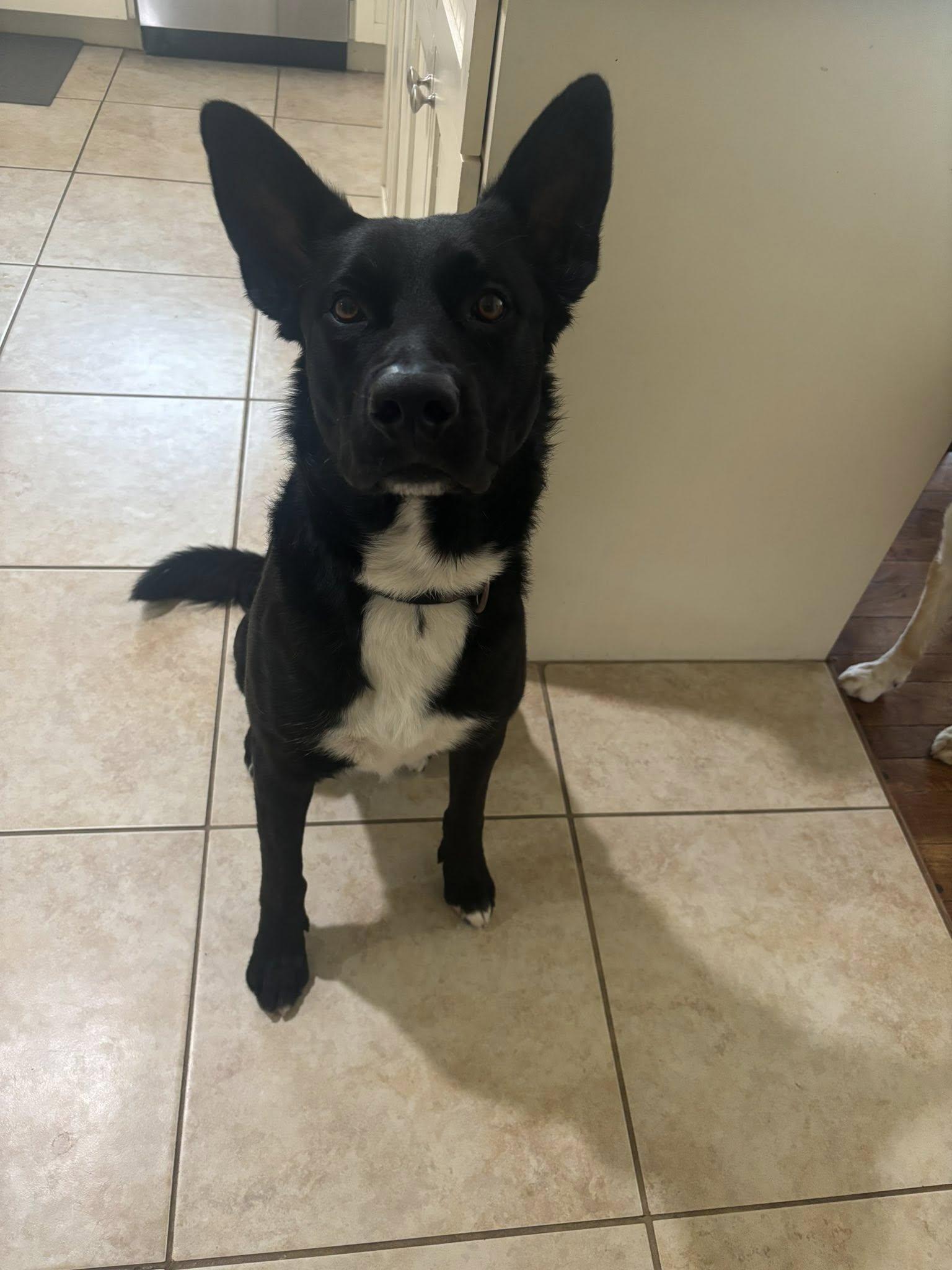 Serius, Adult Male German Shepherd Dog