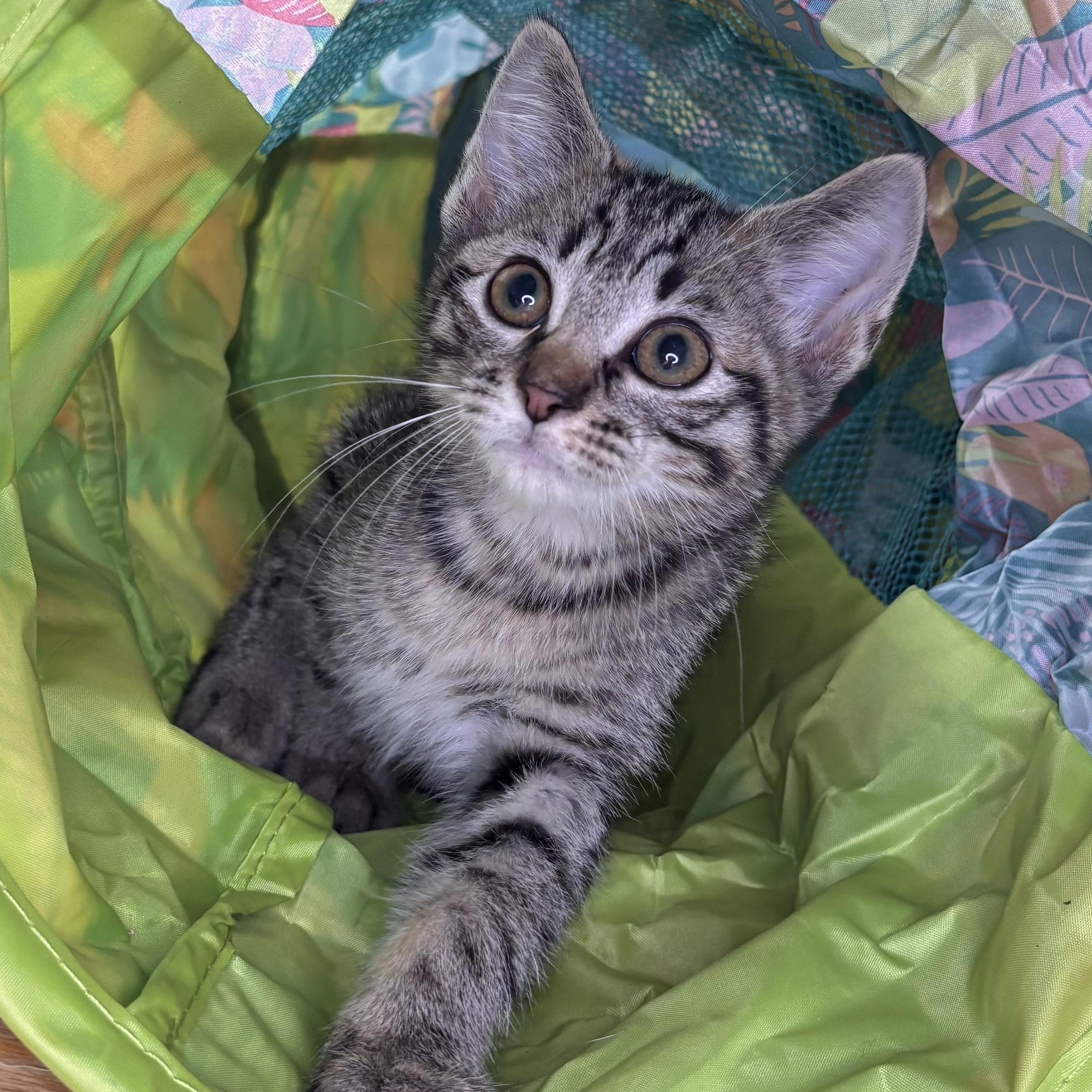 Saturn, adopted, Kitten Male Domestic Short Hair.