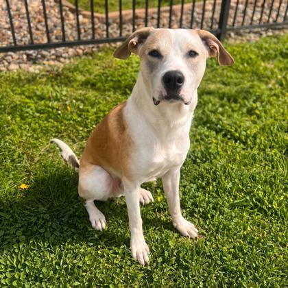 Enlarge Crisco, a Adoptable mixed breed in Merriam, KS image 1/1