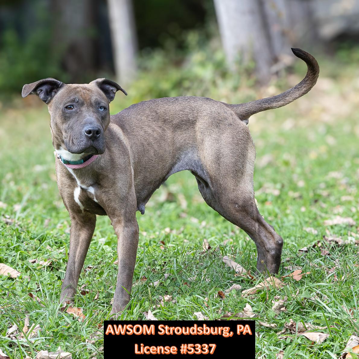 Riley, Adoptable, Young Female Shar-Pei & Weimaraner.