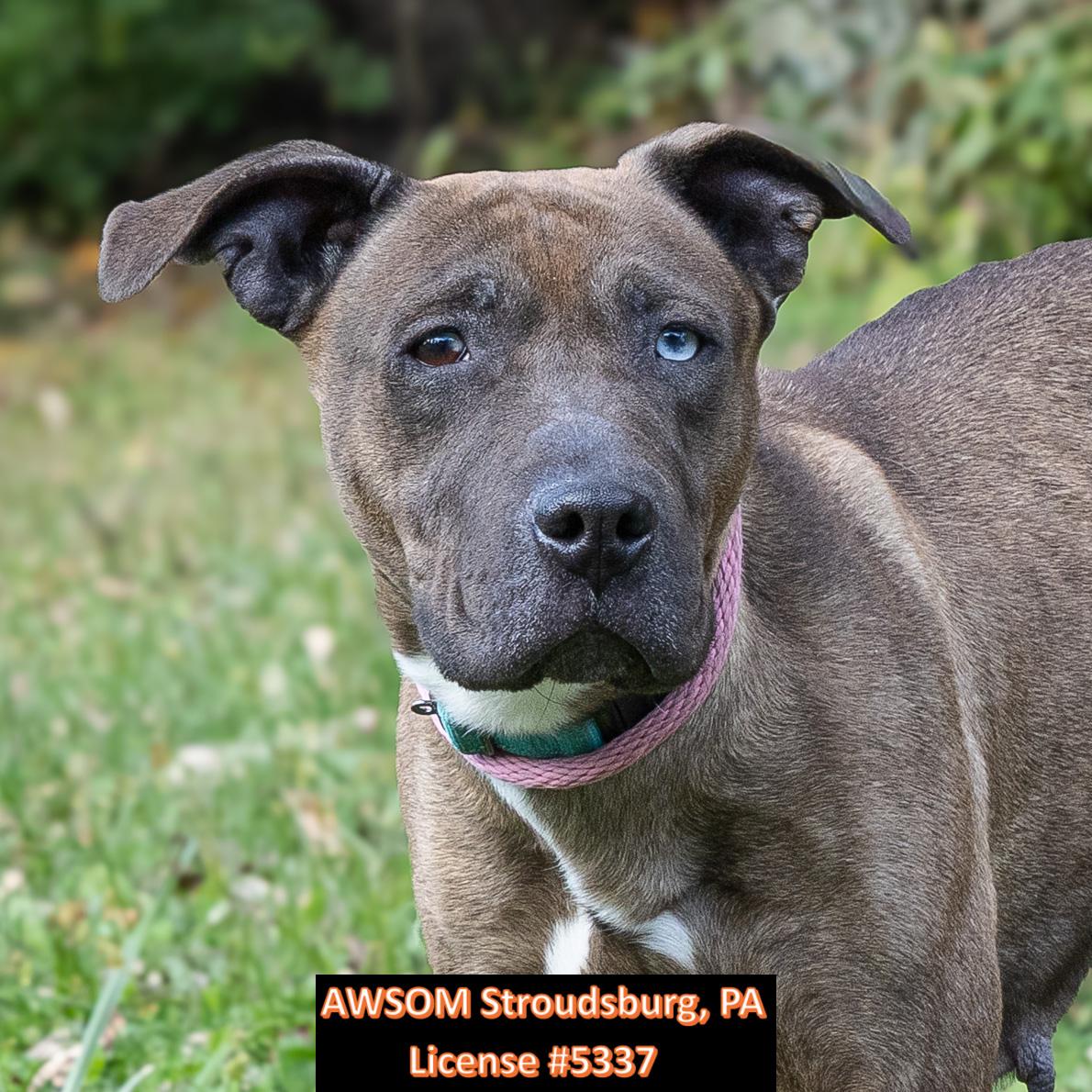 Enlarge Riley, a Adoptable mixed breed in Stroudsburg, PA image 2/2