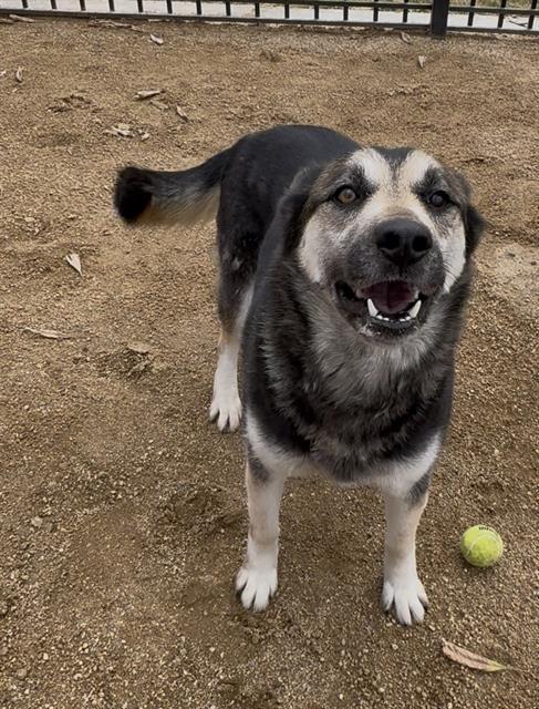 AMELIA, Adoptable, Adult Female German Shepherd Dog & Siberian Husky.