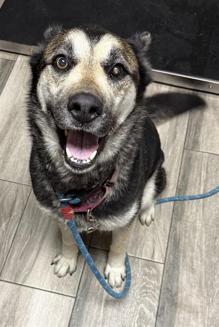 Enlarge AMELIA, a Adoptable mixed breed in Redlands, CA image 1/1