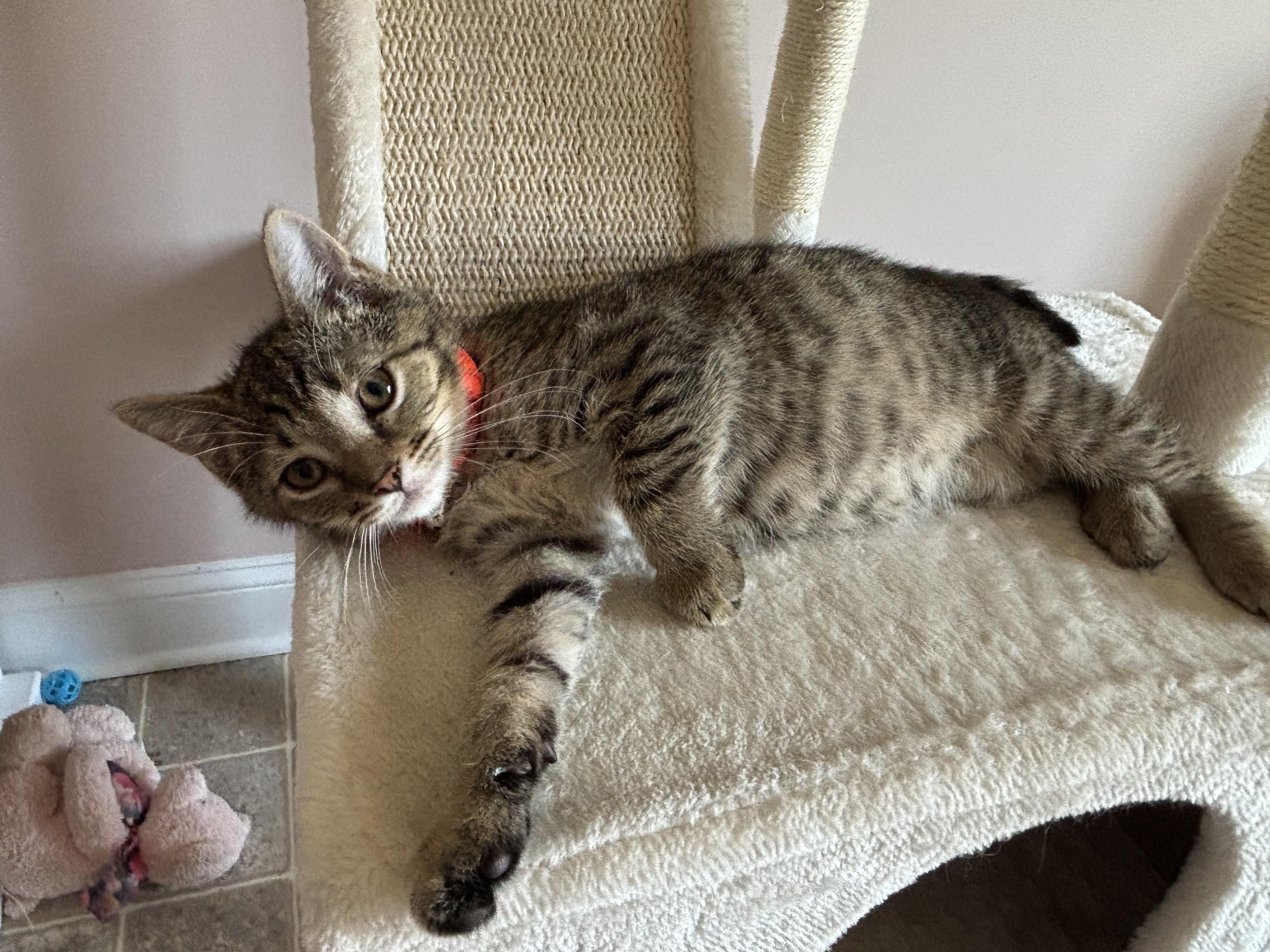 Enlarge Blaze, a ADOPTABLE Domestic Short Hair in Breinigsville, PA image 1/1