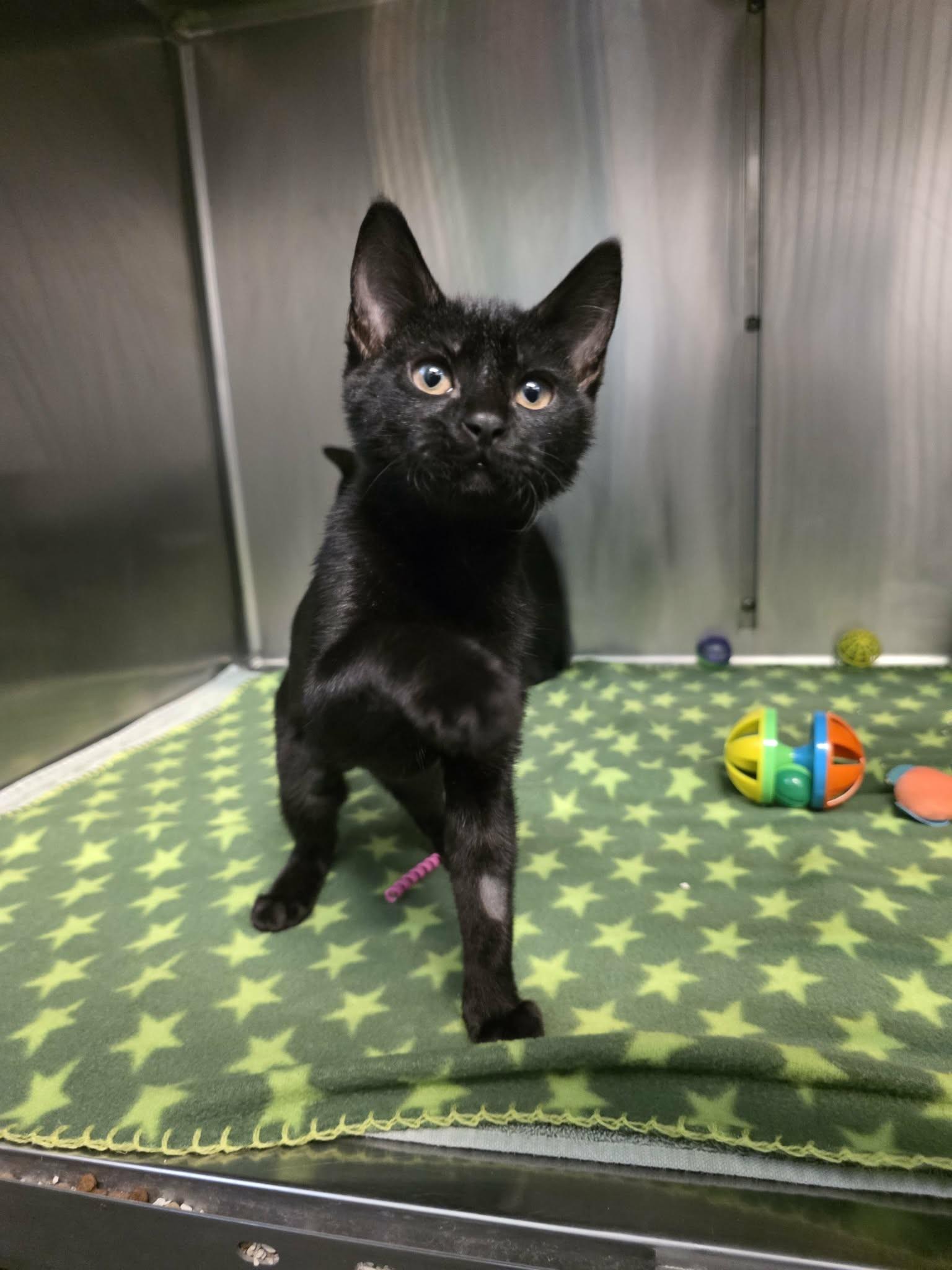 Kit Kat, Adopted, Kitten Female Domestic Short Hair.