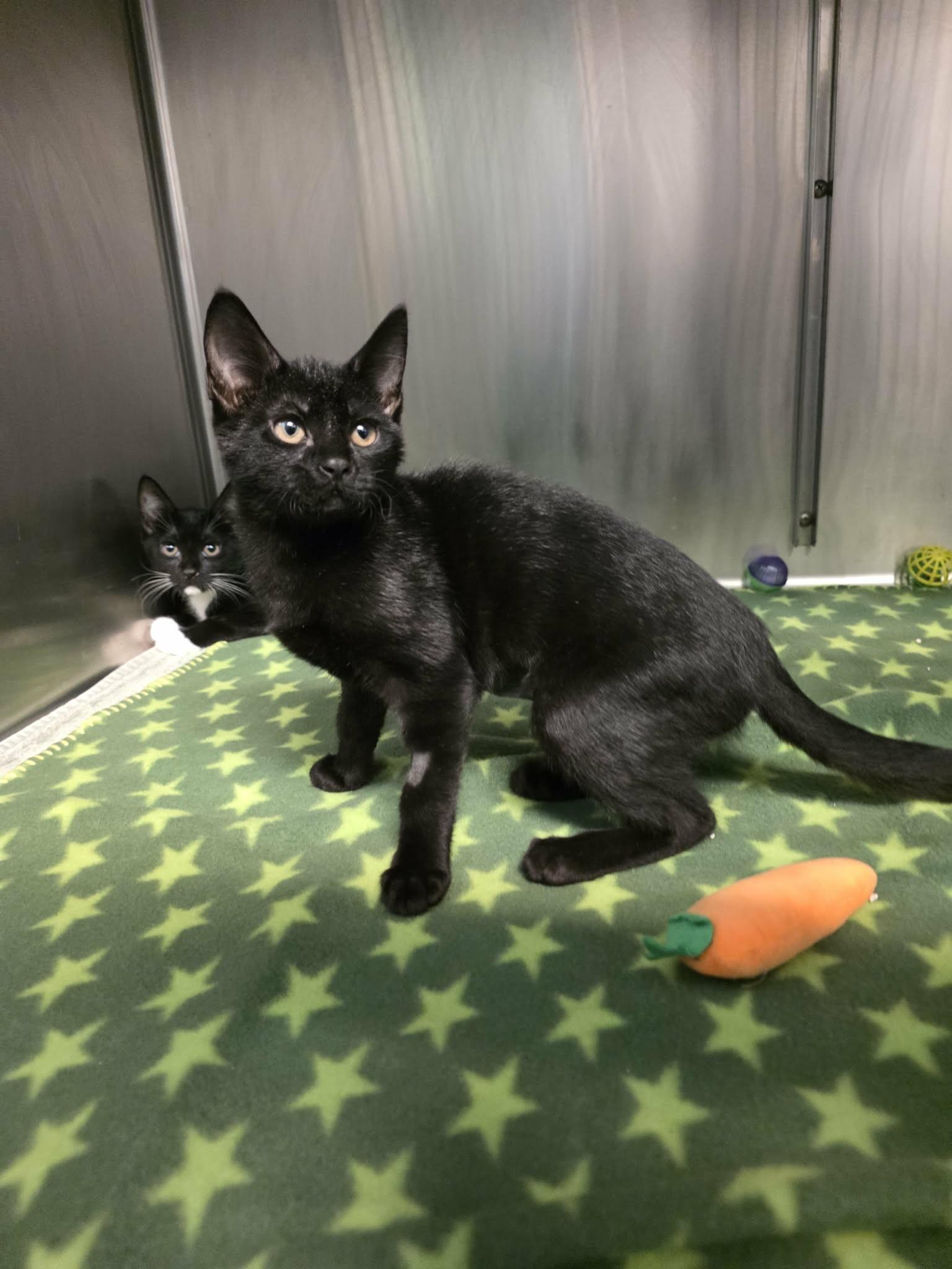 Enlarge Kit Kat, a Adopted Domestic Short Hair in Umatilla, FL image 2/3