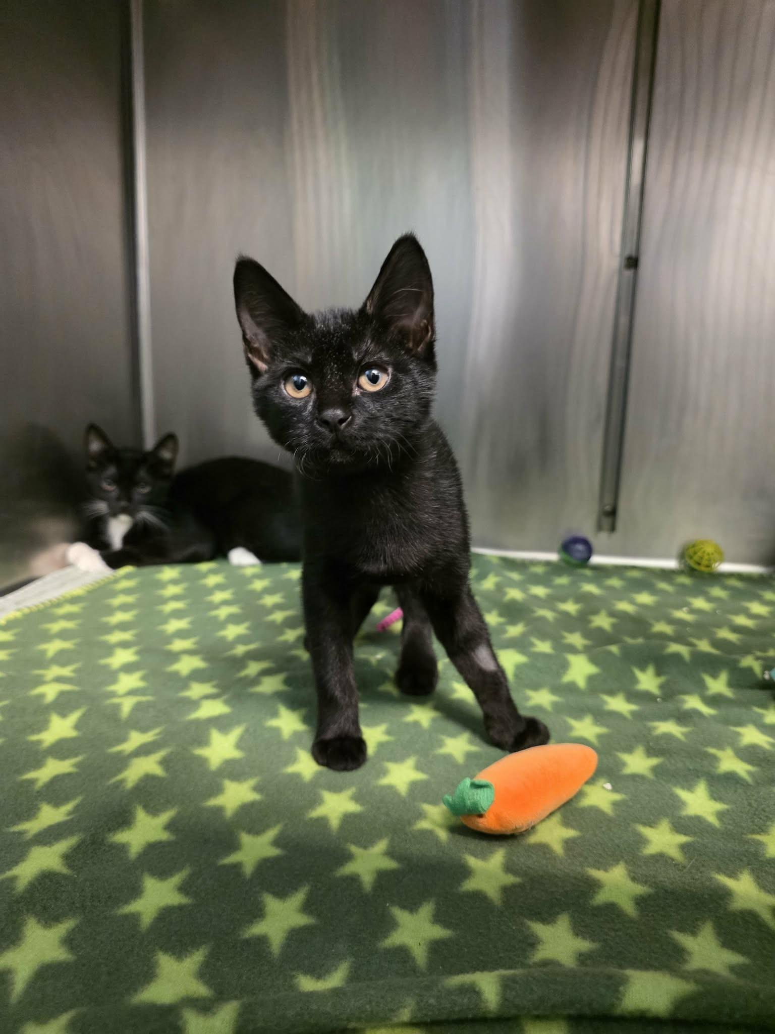 Enlarge Kit Kat, a Adopted Domestic Short Hair in Umatilla, FL image 3/3
