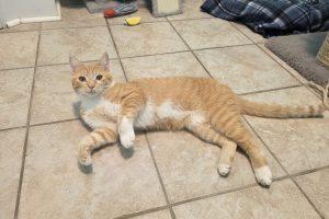 Spud, a ADOPTABLE Domestic Short Hair in Elizabeth, IL image 2/2